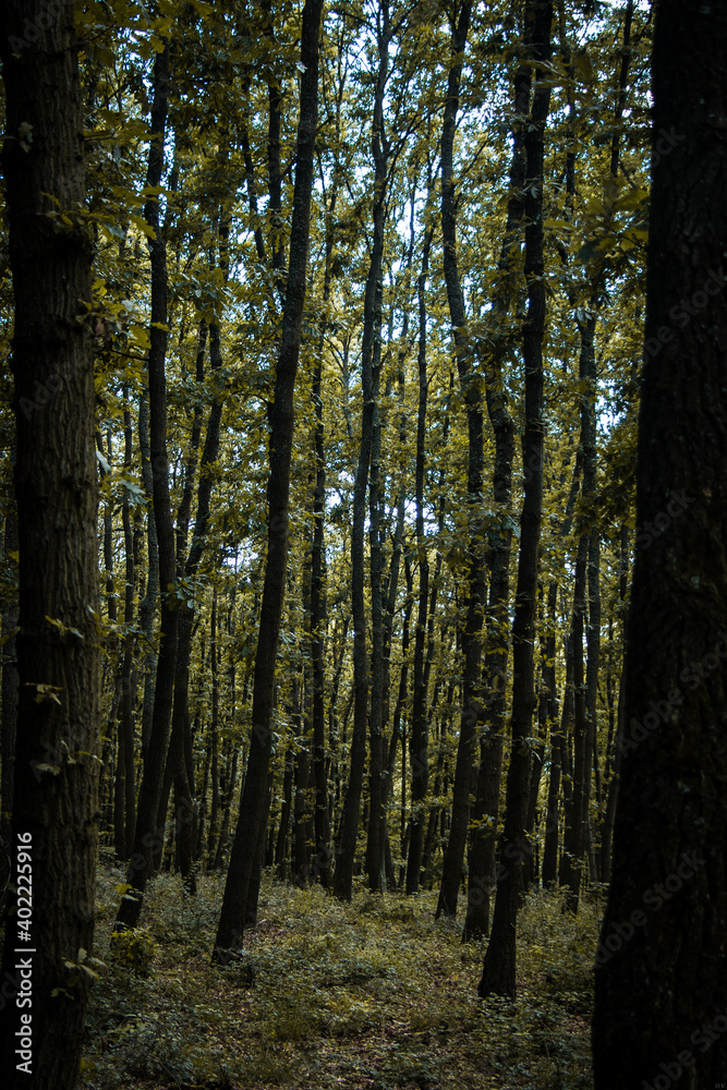 Fototapeta premium Central Europe, Slovak nature 