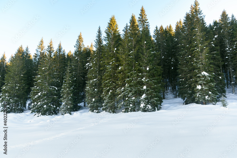 Snowy pine forest in the mountains and clear sky at sunset