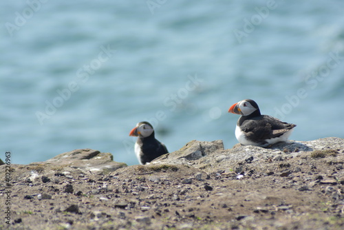 A pair of cute Atlantic puffins during breeding season sitting on the edge of a cliff at Farne Islands National Nature Reserve, England, Great Britain, UK