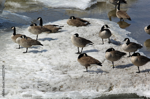 Flock of geese on a spring iced riverbed