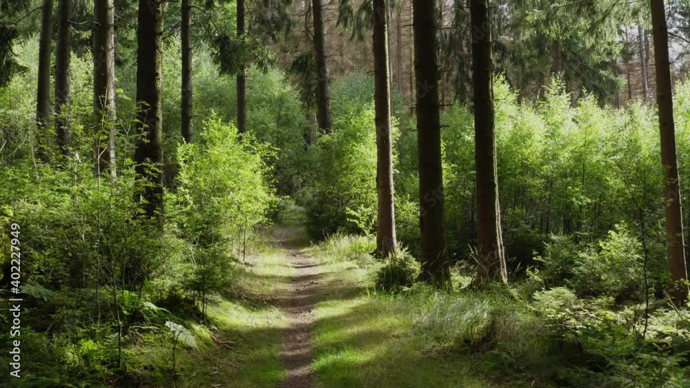 a hiking path in a lush green summer forest