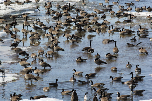 Flock of geese on a spring iced riverbed