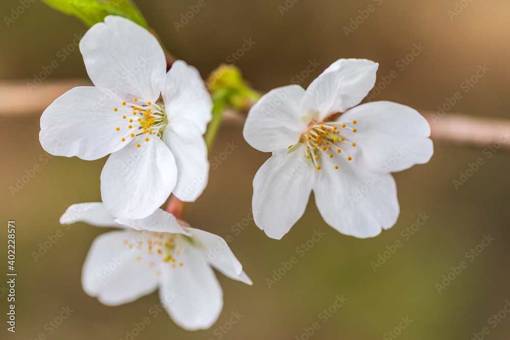 満開の桜、ソメイヨシノ