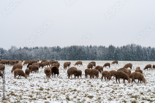 a flock of sheep on a snowy pasture © Carmen Hauser