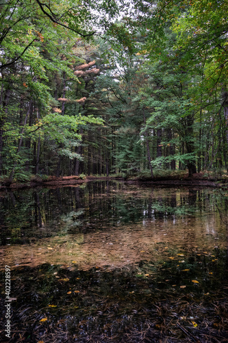 Paisaje con un pequeño lago en el bosque en otoño