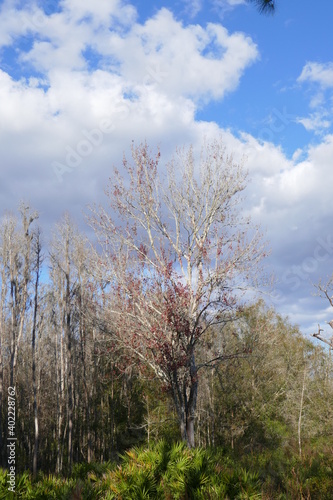 Colorful winter tree leaf in Florida