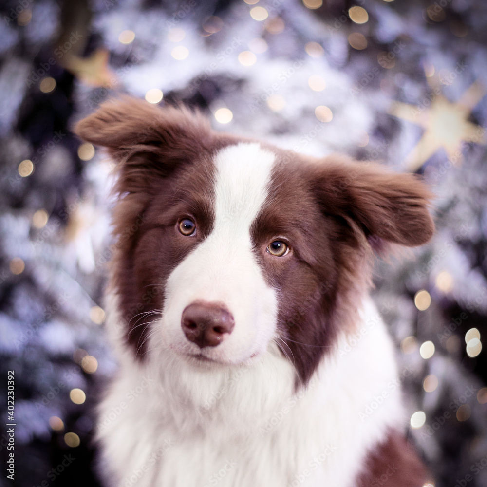 Adorable Brown Border Collie by Christmas tree on a Decorated city streets.