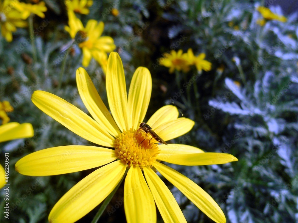 Yellow flower
