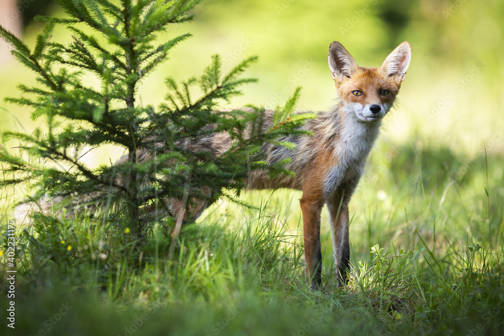 Skinny red fox, vulpes vulpes, peeking out from behind the conifer in sunlight. Tiny predator looking to the camera next to tree in summer light. Orange mammal hiding on grassland. Skinny red fox, vulpes vulpes, peeking out from behind the conifer in sunlight. Tiny predator looking to the camera next to tree in summer light. Orange mammal hiding on grassland.