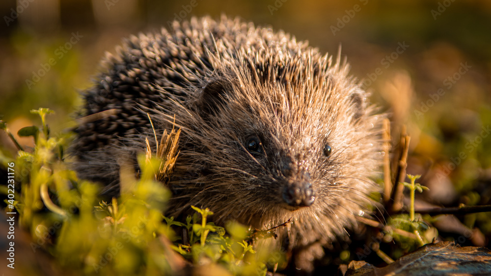 Fototapeta premium Hedgehog hiding between the grass