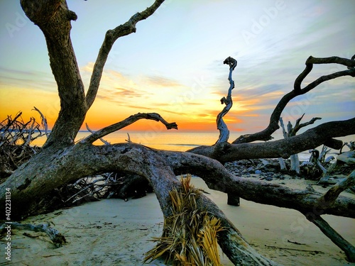 Driftwood Beach Sunrise Ocean Tree Island Atlantic Morning Peaceful Sand