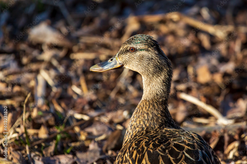 Close up portrait of a nesting female Mallard Duck Close up portrait of a nesting female Mallard Duck
