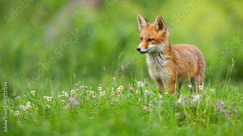 Little red fox, vulpes vulpes, looking on green grass in summer nature with copy space. Young orange predator standing in wildflowers. Animal wildlife on blooming meadow.