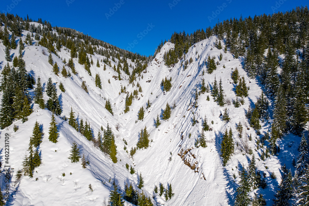 Aerial of evergreen trees on snow covered mountain