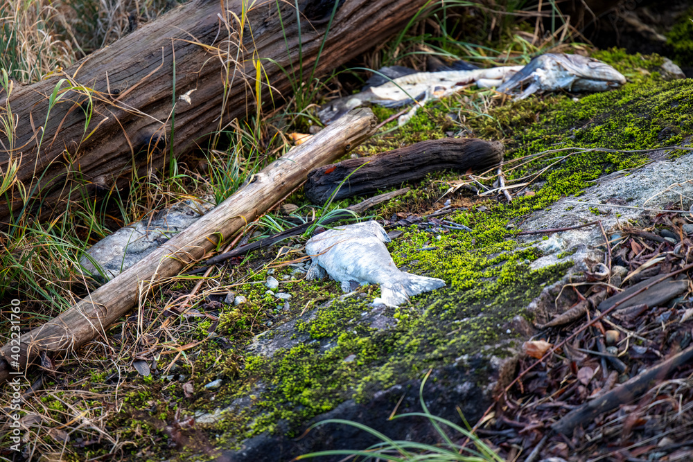 Dead fish by marsh land in December