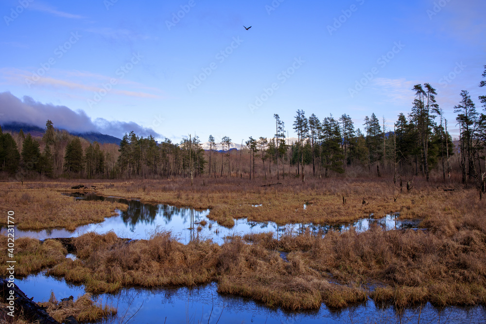 Marsh wet lands in Winter on a December afternoon