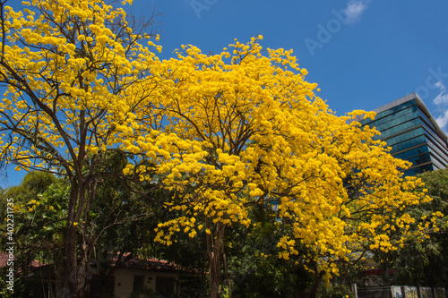 Arbol de Guayacan en ciudad de Panama