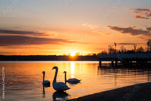 Fototapeta Naklejka Na Ścianę i Meble -  Swans on the shore of the lake. Sunrise on the beach. Birds on the background of the rising sun. Dawn over the water.