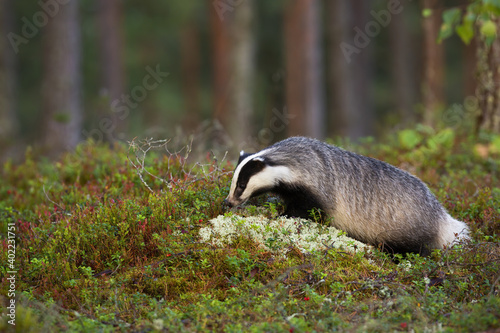 Hungry european badger, meles meles, sniffing cranberries. Wild creature grazing in the wilderness. Animal wildlife in the lingonberry heathland in summer.