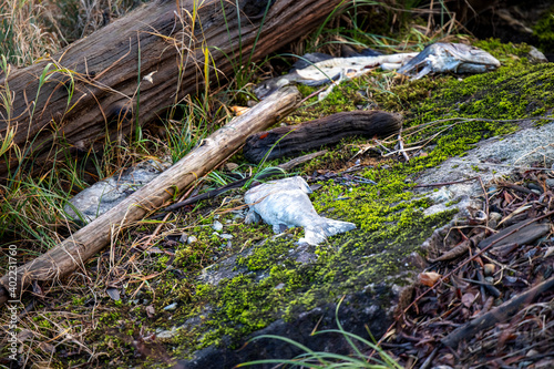 Obraz na płótnie Dead fish by marsh land in December w salonie