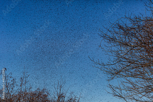 A swarm of midge flies converges and fly on a clear blue sky