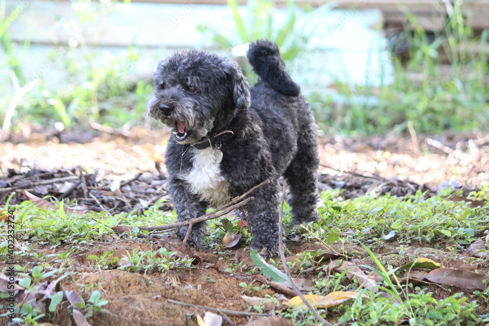 Fototapeta premium Schoodle Schnoodle Dog cão Cachorro