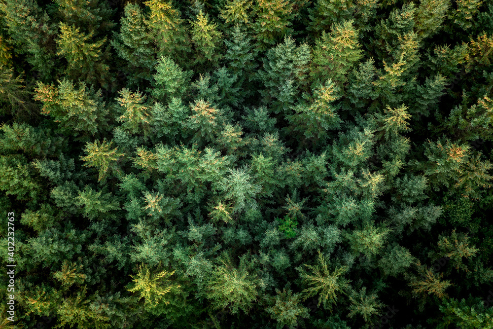 Aerial view from the boreal forest trees on a summer day. Aerial view from the boreal forest trees on a summer day.