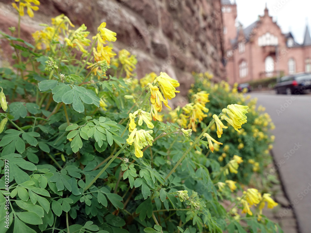 Gelber Lerchensporn (Pseudofumaria lutea, Syn. Corydalis lutea) Gelber Lerchensporn (Pseudofumaria lutea, Syn. Corydalis lutea)