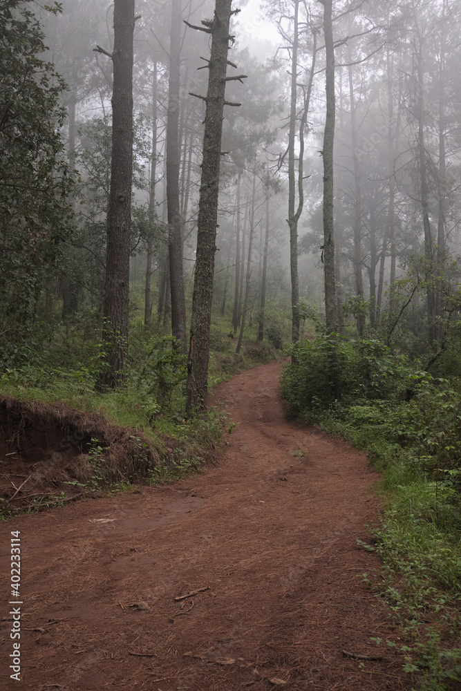 Bosque en la niebla. Bosque en la niebla.