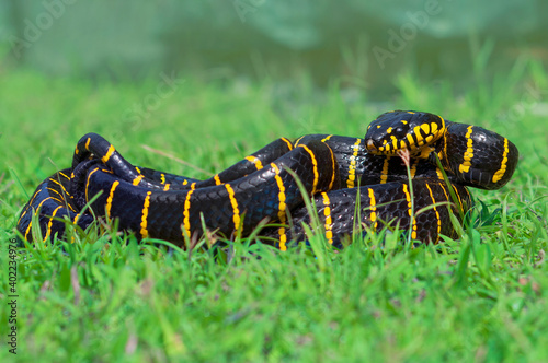Gold Ringed Snake © Fernandha theori