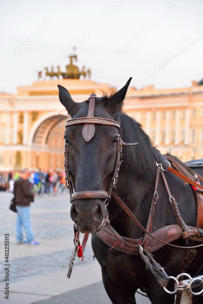 Portrait of a horse on the background of the Headquarters ' Arch. Portrait of a horse on the background of the Headquarters ' Arch.
