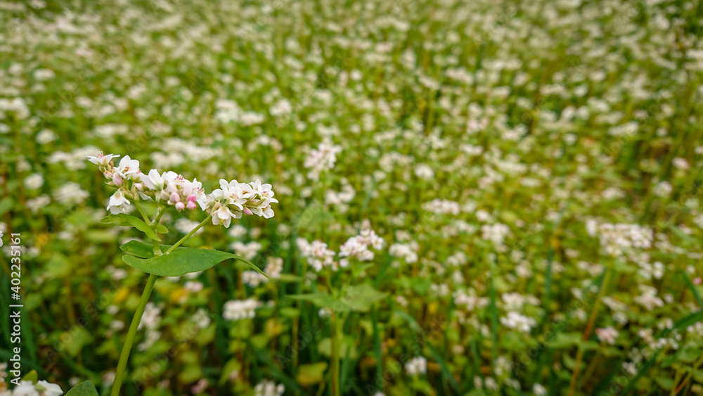 Buckwheat (also know Fagopyrum Mill) field covered with snow-white bloom Buckwheat (also know Fagopyrum Mill) field covered with snow-white bloom