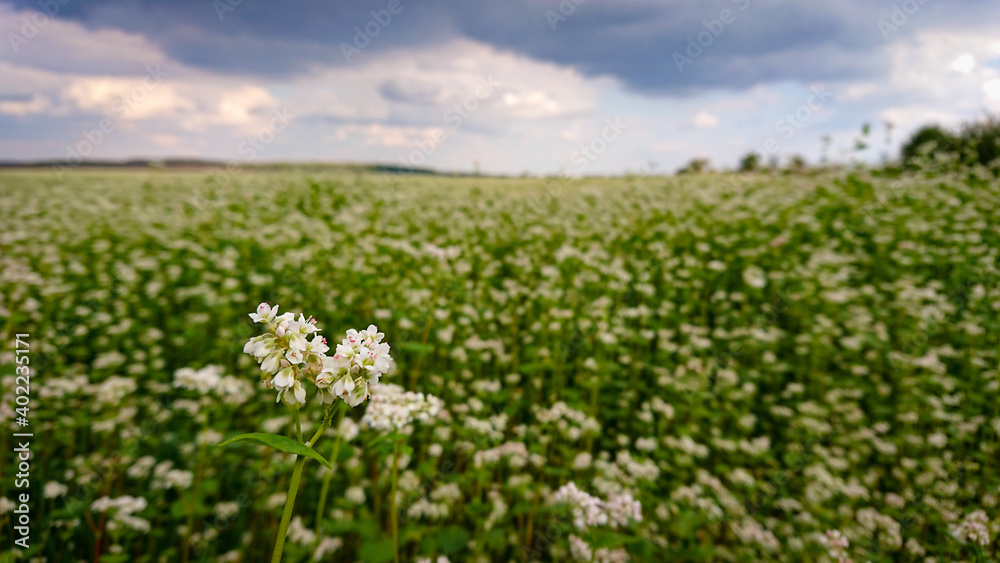 Buckwheat (also know Fagopyrum Mill) field covered with snow-white bloom Buckwheat (also know Fagopyrum Mill) field covered with snow-white bloom