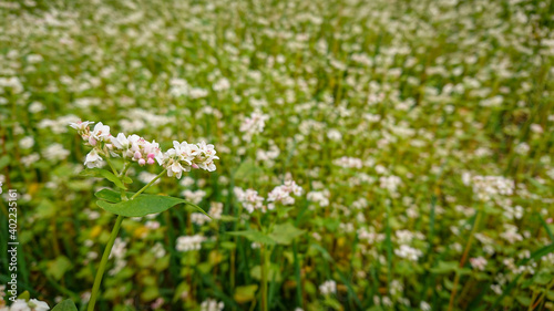 Buckwheat (also know Fagopyrum Mill) field covered with snow-white bloom