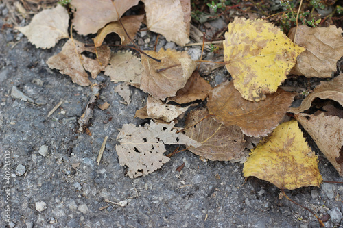 Anisolabis maritima, commonly known as the maritime earwig among the fallen leaves