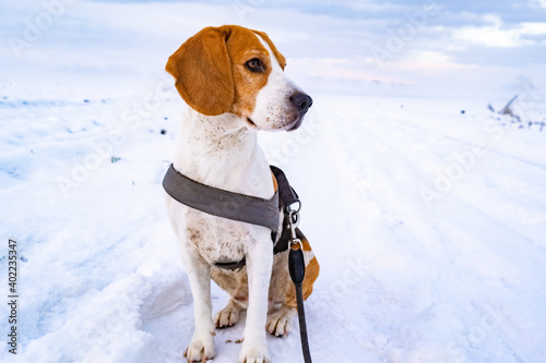 Beautiful dog sits on snowy road on leash. Copy space background.