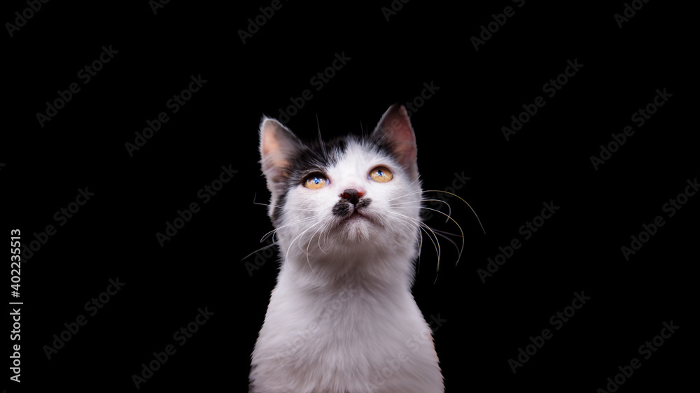 beautiful cat with long mustaches on a black background looks up