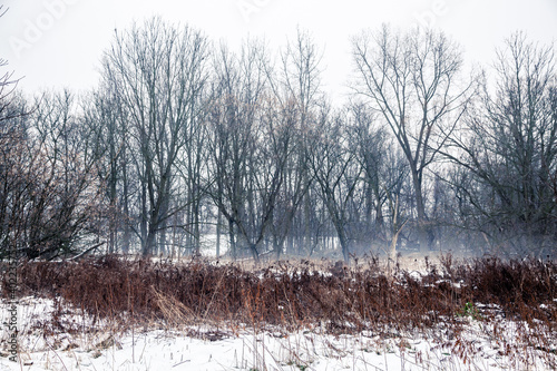 Wallpaper Mural The canadian forest in winter Torontodigital.ca