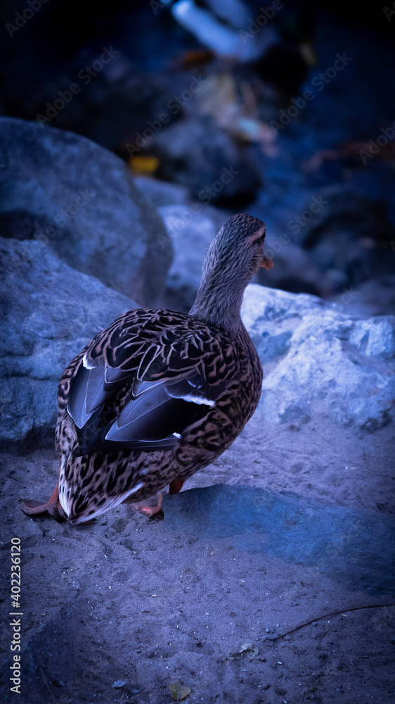 Obraz premium duck in the water