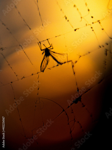 Fly caught on spider web under sunlight