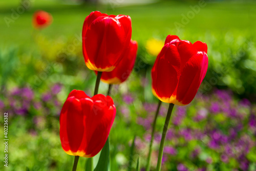 Fototapeta Naklejka Na Ścianę i Meble -  Close up of red tulip flowers in a park