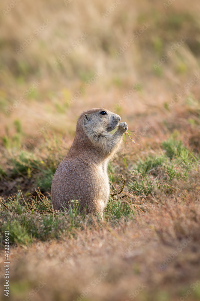 Fototapeta premium Close Up of a Prairie Dog