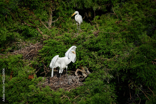 What I believe is the White Great Egrets, nest in Port Richey Fl in the Cypress trees behind the Embassy Crossings Shopping Plaza.