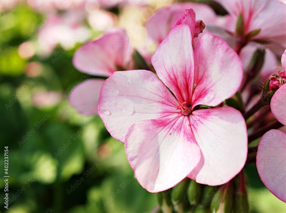 Pink flower , Geranium , Crane's -bill plants in garden ,flora blooming ,macro image and sweet color for background Pink flower , Geranium , Crane's -bill plants in garden ,flora blooming ,macro image and sweet color for background