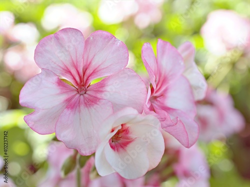 Pink flower , Geranium , Crane's -bill plants in garden ,flora blooming ,macro image and sweet color for background © Suganya
