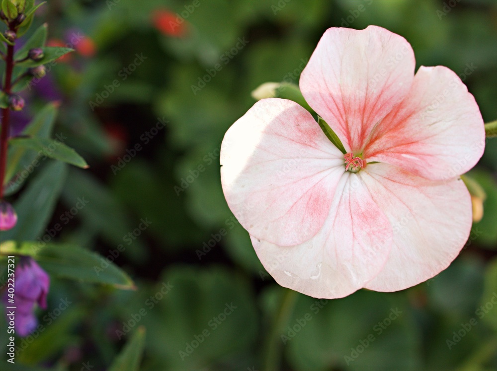 Pink flower , Geranium , Crane's -bill plants in garden ,flora blooming ,macro image and sweet color for background Pink flower , Geranium , Crane's -bill plants in garden ,flora blooming ,macro image and sweet color for background