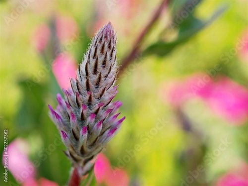 Purple flower ,Ptilotus exaltatus Nees ,pink mulla plants in garden with blurred background	 photo