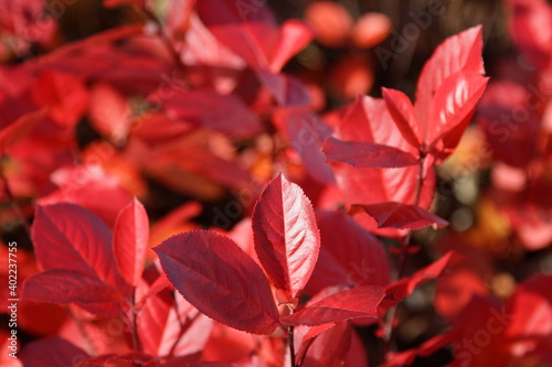 Bright, red leaves of shrubs. Beautiful colors of the autumn forest. Plants on a sunny, autumn day.
