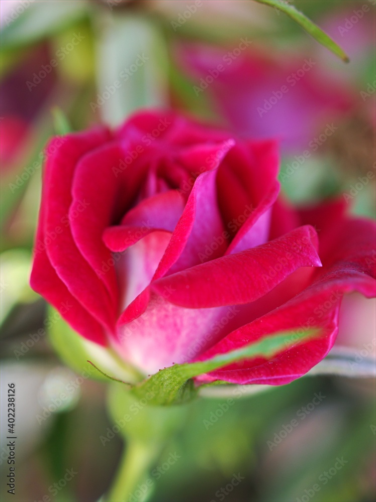 Closeup red rose flower in garden ,petals blooming with soft focus , sweet romantic color ,valentines background 