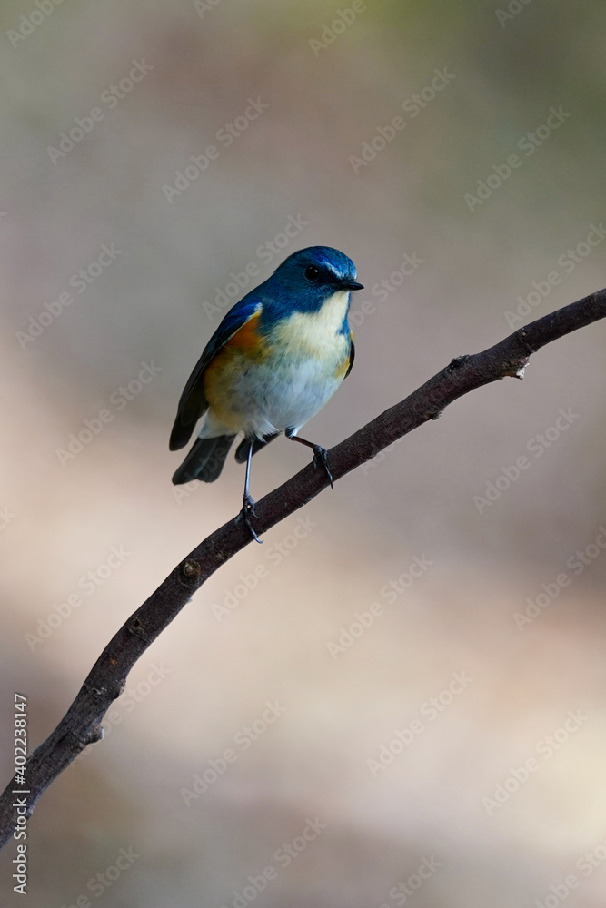 red flanked blue tail on the branch